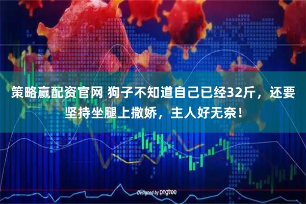 策略赢配资官网 狗子不知道自己已经32斤，还要坚持坐腿上撒娇，主人好无奈！
